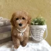 タイニープードル