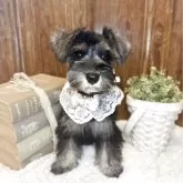 ミニチュアシュナウザー【茨城県・女の子・2025年8月5日・ソルトペッパー】の写真1