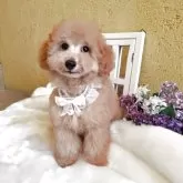 トイプードル(トイ)【茨城県・男の子・2025年7月6日・レッド】の写真2