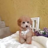 トイプードル(トイ)【茨城県・男の子・2025年7月6日・レッド】の写真4