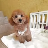 トイプードル(トイ)【茨城県・男の子・2025年7月6日・レッド】の写真4