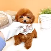 タイニープードル【茨城県・女の子・2025年8月14日・レッド】の写真7