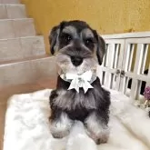 ミニチュアシュナウザー【茨城県・男の子・2025年7月2日・ソルトペッパー】の写真7