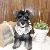 ミニチュアシュナウザー【茨城県・女の子・2025年8月5日・ソルトペッパー】の写真7