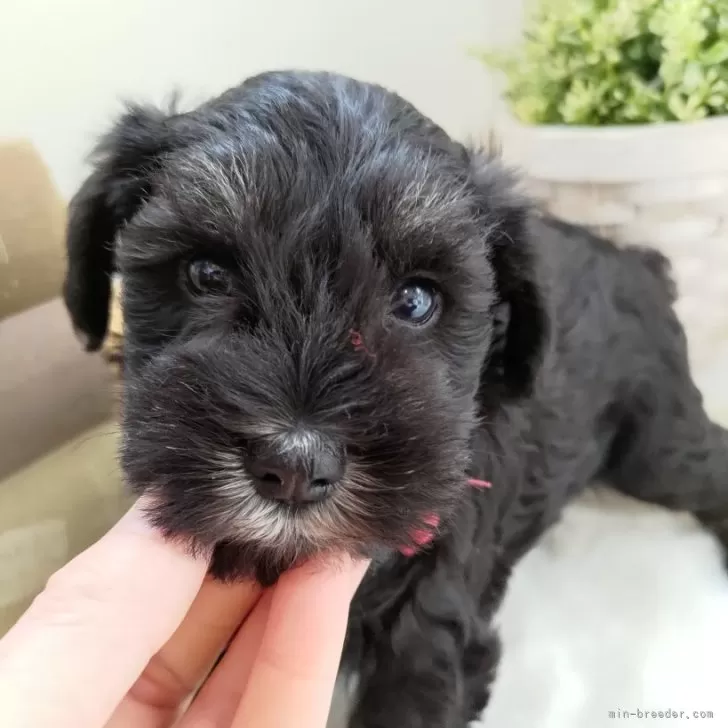ID:2404-05431の子犬