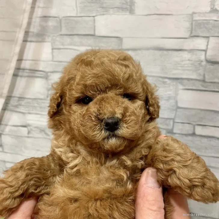 ID：2305-01770の子犬