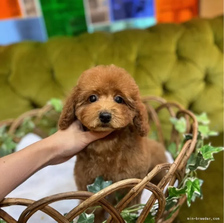 I.K 様のお迎えした子犬