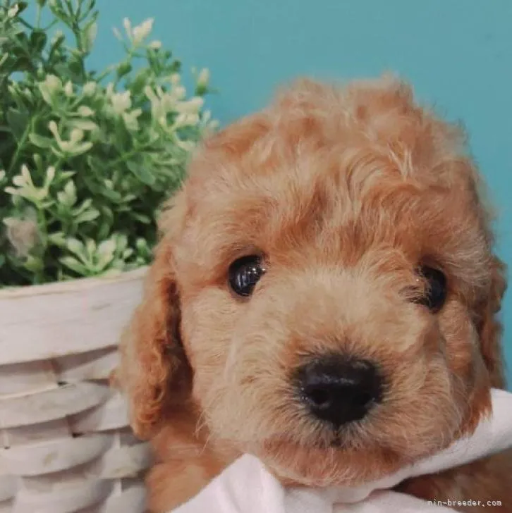 K.S 様のお迎えした子犬