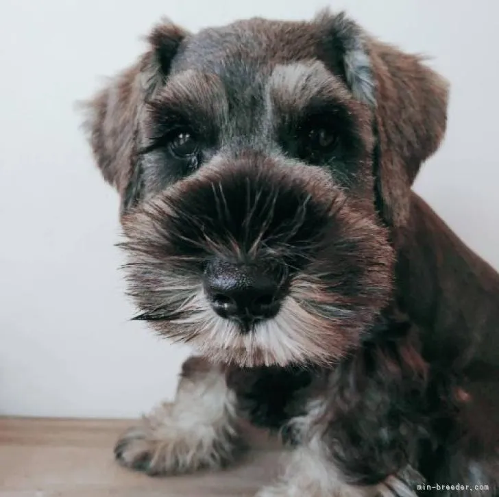 ID：2206-03305の子犬