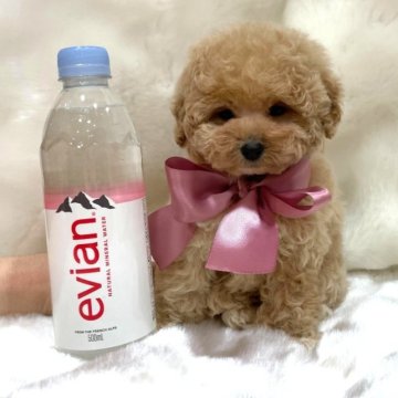 トイプードル(タイニー)【茨城県・女の子・2023年2月9日・シャンパン】の写真「最高品質くまさん」