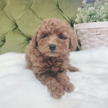 トイプードル(トイ)【茨城県・男の子・2023年8月26日・レッド】の写真「ダンボのような大きなお耳！」