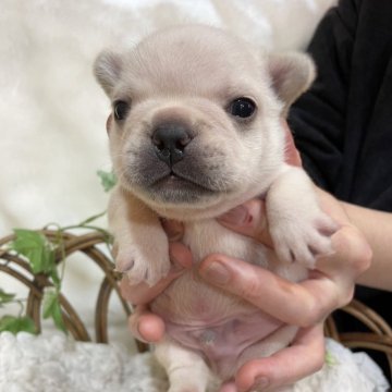 フレンチブルドッグ【茨城県・男の子・2023年10月24日・プラチナホワイト】の写真「イケメン！アメリカチャンピオン直系！」