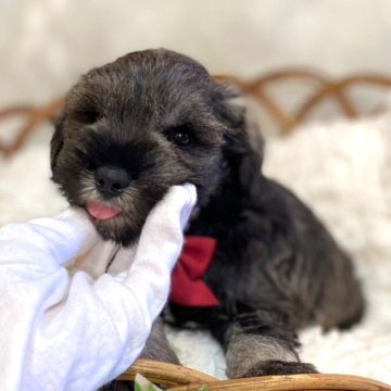 ミニチュアシュナウザー【茨城県・男の子・2024年6月16日・ソルトペッパー】の写真「優良血統の、男の子」