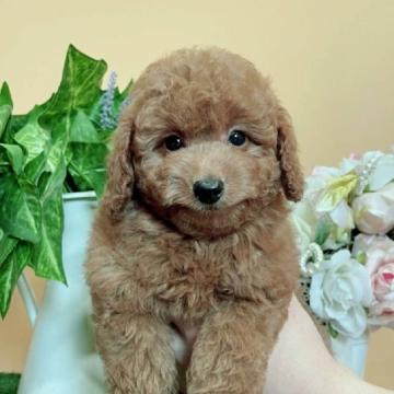 トイプードル(トイ)【茨城県・男の子・2022年8月3日・レッド】の写真「濃いめの綺麗なレッドの子です♪」