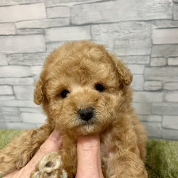 トイプードル(タイニー)【茨城県・女の子・2023年3月27日・シャンパンクリーム】の写真「毛量毛質最高！！シャンパンカラーの可愛い女の子」