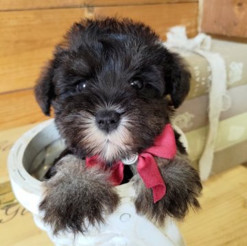 ミニチュアシュナウザー【茨城県・女の子・2024年8月25日・ソルトペッパー】の写真「穏やかな正確」