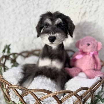 ミニチュアシュナウザー【茨城県・女の子・2023年9月16日・ブラック&シルバー】の写真「やさしく癒してくれて、心地よい時間を過ごせる性格！」