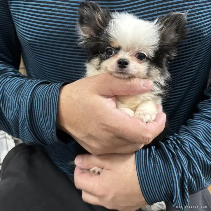 ID:2411-02701の子犬