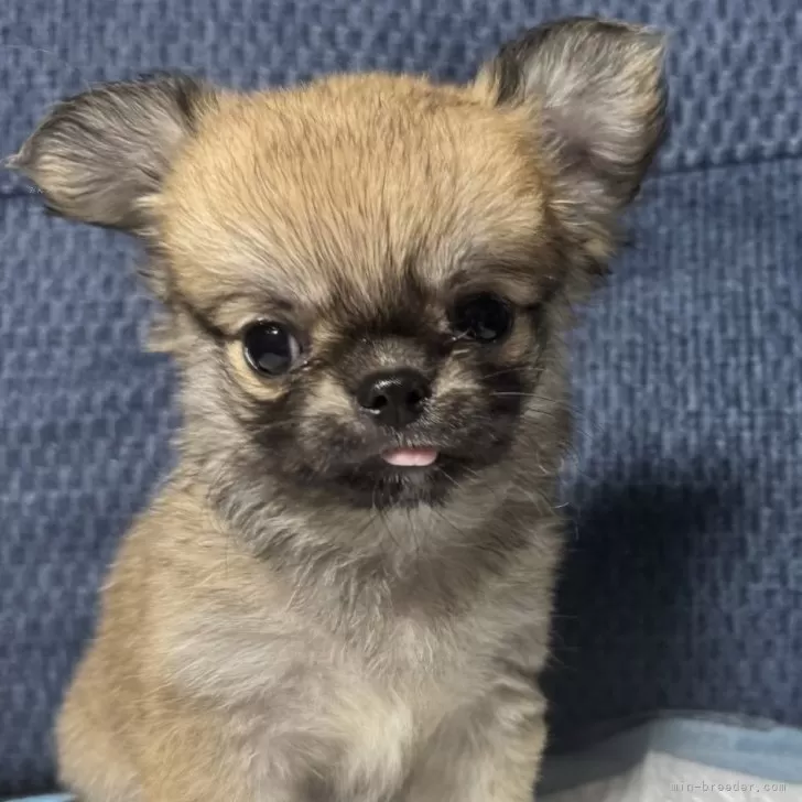ID：2508-07036の子犬