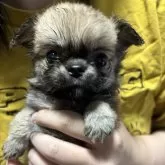 チワワ(ロング)