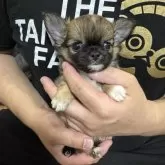 チワワ(ロング)
