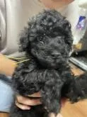 トイプードル(トイ)【福岡県・男の子・2022年6月28日・ブラック】の写真2