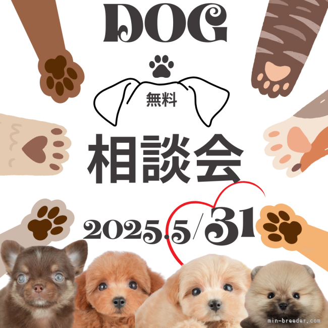 📣大好評につき緊急開催🌈5/31【無料相談会🐶🍀】｜渡邊　舞(わたなべ　まい)ブリーダー(千葉県・トイプードルなど・JKC登録)の紹介写真1