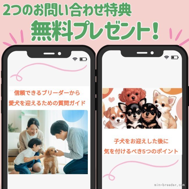 渡邊舞ブリーダーのブログ：＜子犬のお迎えを検討している方向け＞先着30名様限定🌟6月30日までの無料プレゼントのご案内🎁