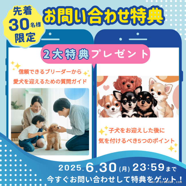渡邊舞ブリーダーのブログ：＜子犬のお迎えを検討している方向け＞先着30名様限定🌟6月30日までの無料プレゼントのご案内🎁