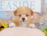 ポメプー(ポメラニアン×トイプードル)【千葉県・女の子・2025年4月21日・アプリコット】の写真10「一度の見学で複数の子犬が見学ができます🐶🐶兄妹ちゃんや他の子同士でもOK！🙆」