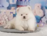 ポメラニアン【千葉県・男の子・2025年7月31日・クリーム】の写真10「一度の見学で複数の子犬が見学ができます🐶🐶兄妹ちゃんや他の子同士でもOK！🙆」