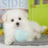 ポメプー(ポメラニアン×ティーカッププードル)【千葉県・男の子・2025年9月20日・ホワイト】の写真10「一度の見学で複数の子犬が見学ができます🐶🐶兄妹ちゃんや他の子同士でもOK！🙆」