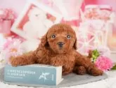 トイプードル(トイ)【千葉県・男の子・2025年3月3日・レッド】の写真10「可愛い子犬ちゃんに会いに来ませんか？😊私たちが素敵なご縁をお繋ぎいたします💖」