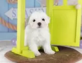 マルチーズ【千葉県・女の子・2025年7月9日・ホワイト】の写真9「一度の見学で複数の子犬が見学ができます🐶🐶兄妹ちゃんや他の子同士でもOK！🙆」