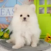 ポメラニアン【千葉県・男の子・2025年7月31日・クリーム】の写真10「一度の見学で複数の子犬が見学ができます🐶🐶兄妹ちゃんや他の子同士でもOK！🙆」