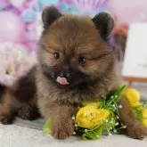 ポメラニアン【千葉県・男の子・2025年8月4日・オレンジ】の写真10「一度の見学で複数の子犬が見学ができます🐶🐶兄妹ちゃんや他の子同士でもOK！🙆」