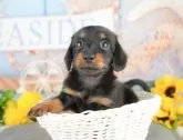 カニンヘンダックスフンド(ロング)【千葉県・女の子・2025年2月25日・ブラックタン】の写真10「可愛い子犬ちゃんに会いに来ませんか？😊私たちが素敵なご縁をお繋ぎいたします💖」