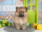 ポメラニアン【千葉県・女の子・2025年6月26日・オレンジセーブル】の写真10「一度の見学で複数の子犬が見学ができます🐶🐶兄妹ちゃんや他の子同士でもOK！🙆」