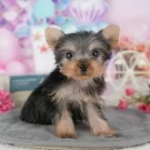 ヨークシャーテリア【千葉県・女の子・2025年10月14日・スティールブルー&タン】の写真10「一度の見学で複数の子犬が見学ができます🐶🐶兄妹ちゃんや他の子同士でもOK！🙆」