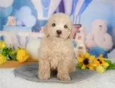 ビションプープー(トイプードル×ビションプー)【千葉県・男の子・2025年5月19日・アプリコット】の写真10「一度の見学で複数の子犬が見学ができます🐶🐶兄妹ちゃんや他の子同士でもOK！🙆」