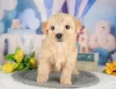 マルプー(マルチーズ×トイプードル)【千葉県・男の子・2025年3月23日・アプリコット】の写真9「可愛い子犬ちゃんに会いに来ませんか？😊私たちが素敵なご縁をお繋ぎいたします💖」