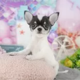 チワワ(スムース)【千葉県・男の子・2025年10月13日・ブラックタン&ホワイト】の写真10「一度の見学で複数の子犬が見学ができます🐶🐶兄妹ちゃんや他の子同士でもOK！🙆」