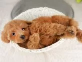 タイニープードル【千葉県・男の子・2025年8月3日・レッド】の写真10「一度の見学で複数の子犬が見学ができます🐶🐶兄妹ちゃんや他の子同士でもOK！🙆」