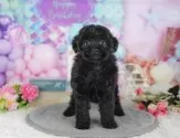 タイニープードル【千葉県・女の子・2025年5月18日・ブラック】の写真9「一度の見学で複数の子犬が見学ができます🐶🐶兄妹ちゃんや他の子同士でもOK！🙆」