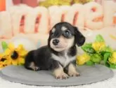 カニンヘンダックスフンド(ロング)【千葉県・男の子・2025年5月7日・ブラック&タン】の写真11「犬舎見学ツアーも開催中！朝11時限定の予約制なので希望の方は「犬舎見学希望」とメッセージ下さい😊」