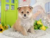 ミックス(ポメラニアン×ミックス)【千葉県・女の子・2025年4月23日・胡麻】の写真11「犬舎見学ツアーも開催中！朝11時限定の予約制なので希望の方は「犬舎見学希望」とメッセージ下さい😊」