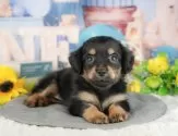 チワックス(チワワ×ダックスフンド)【千葉県・女の子・2025年6月19日・ブラック&タン】の写真11「犬舎見学ツアーも開催中！朝11時限定の予約制なので希望の方は「犬舎見学希望」とメッセージ下さい😊」