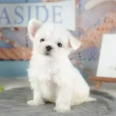 マルチーズ【千葉県・女の子・2025年9月9日・ホワイト】の写真11「犬舎見学ツアーも開催中！朝11時限定の予約制なので希望の方は「犬舎見学希望」とメッセージ下さい😊」