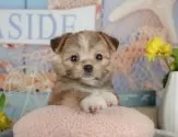 チワマル(マルチーズ×チワワ)【千葉県・男の子・2025年7月8日・フォーン&ホワイト】の写真11「犬舎見学ツアーも開催中！朝11時限定の予約制なので希望の方は「犬舎見学希望」とメッセージ下さい😊」
