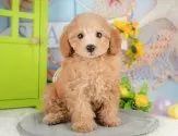 トイプードル(トイ)【千葉県・女の子・2025年7月14日・アプリコット】の写真11「犬舎見学ツアーも開催中！朝11時限定の予約制なので希望の方は「犬舎見学希望」とメッセージ下さい😊」